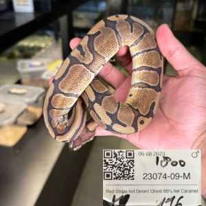 Red stripe het Dessert ghost 66% het caramel Male Ball Python